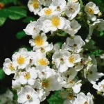 Rambling Rector