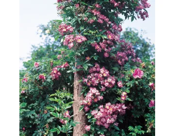 Rose Veilchenblau - Blue Rambler