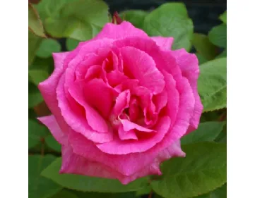 Rose Zéphirine Drouhin