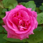 Rose Zéphirine Drouhin