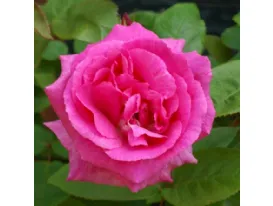 Rose Zéphirine Drouhin