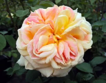 Rosa Alchymist