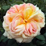 Rosa Alchymist