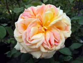 Rosa Alchymist