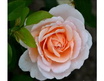 Rosa Andre Le Notre