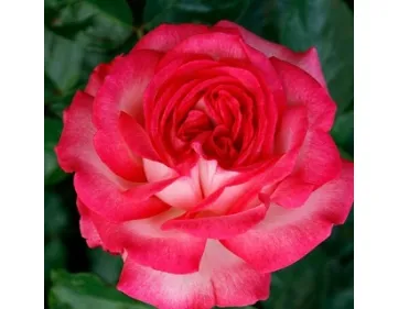Rosa Antique 89