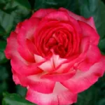 Rosa Antique 89