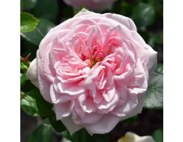 Rose Awakening – Probuzenì