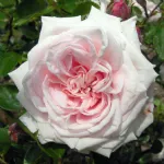 Rose Awakening – Probuzenì