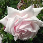 Rose Awakening – Probuzenì