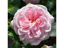 Rose Awakening – Probuzenì