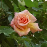 Rosa Barock