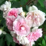 Rose Belle de Sardaigne® Masflesa