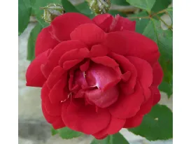 Rose Blaze Superior