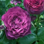 Rosa Blue Eden