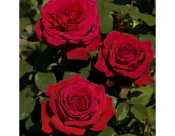 Botero Gpt® MEIafonesar