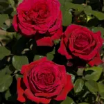 Botero Gpt® MEIafonesar