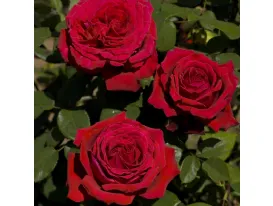 Botero Gpt® MEIafonesar