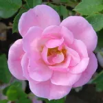 Rose Bournonville