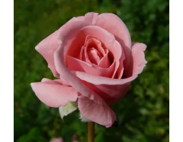 Rosa Coral Dawn