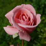 Rosa Coral Dawn
