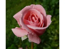 Rosa Coral Dawn