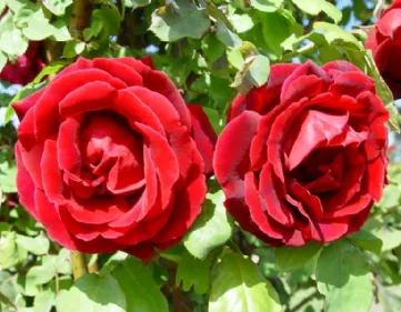 Rose Crimson Glory