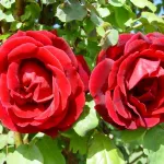 Rose Crimson Glory