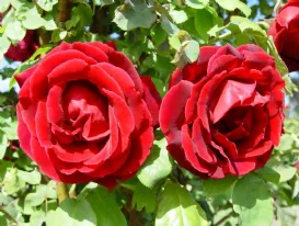 Rose Crimson Glory