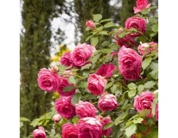 Rose Cyclamen Pierre de Ronsard