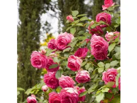 Rose Cyclamen Pierre de Ronsard