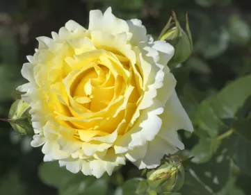 Rosa Cyrano De Bergerac