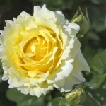 Rosa Cyrano De Bergerac