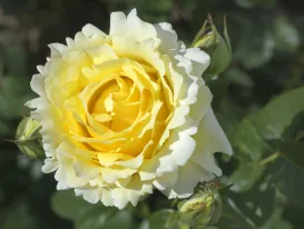 Rosa Cyrano De Bergerac