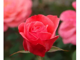 Rose Dacapo