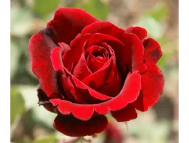 Rose Don Juan