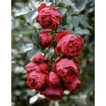 Rose Florentina