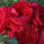 Rose Florentina