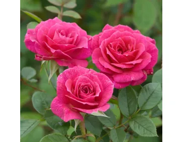 Rose Gloriana