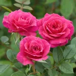 Rose Gloriana