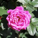 Rose Gloriana