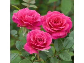 Rose Gloriana