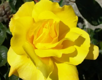 Rosa Golden Shower