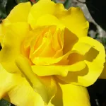 Rosa Golden Shower