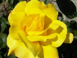 Rosa Golden Shower