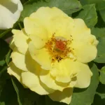 Rose Goldstern® – Stella Dorata®