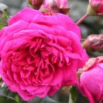 Rose Laguna