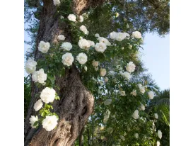 Rose rampicanti Looping