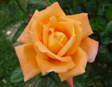 Rosa Louis de funès Clg