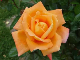 Rosa Louis de funès Clg